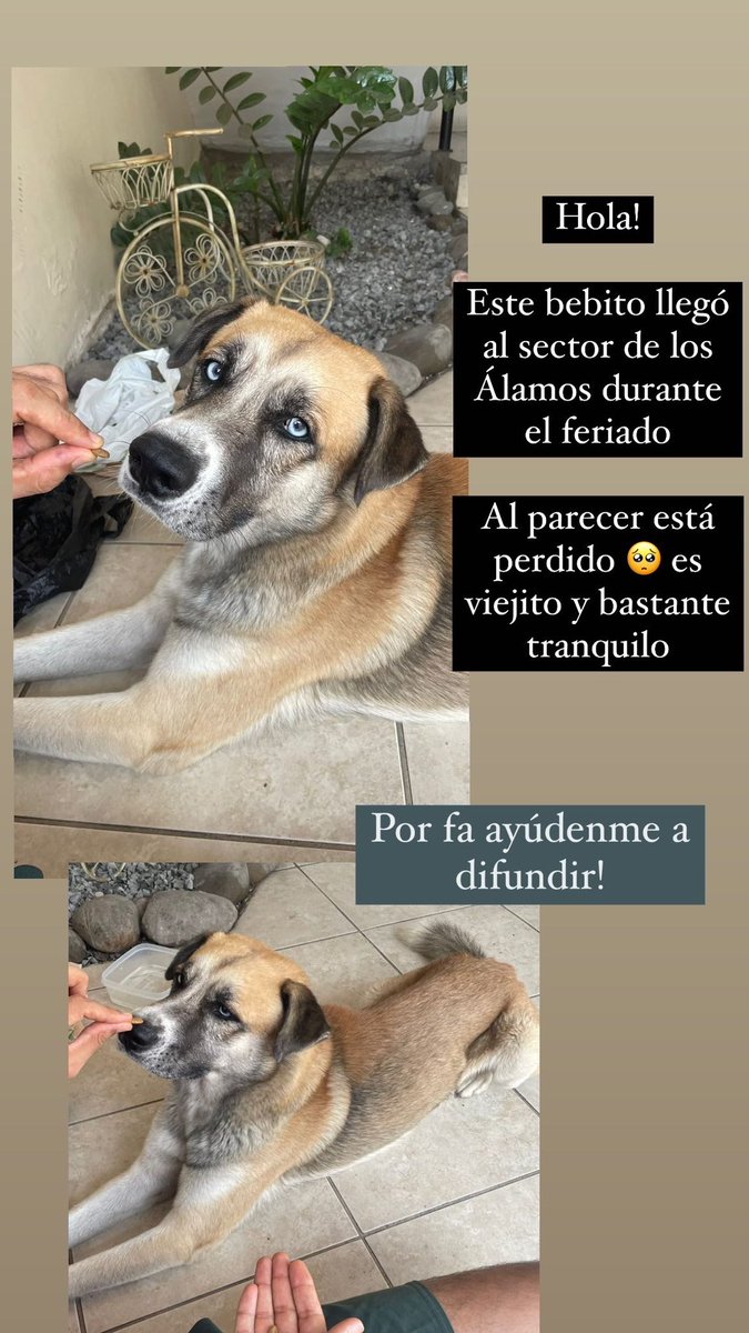 Lady_Munoz's tweet photo. Ayúdenme a encontrar a su familia 🙏🏼🥺 https://t.co/GwxazuUzJK