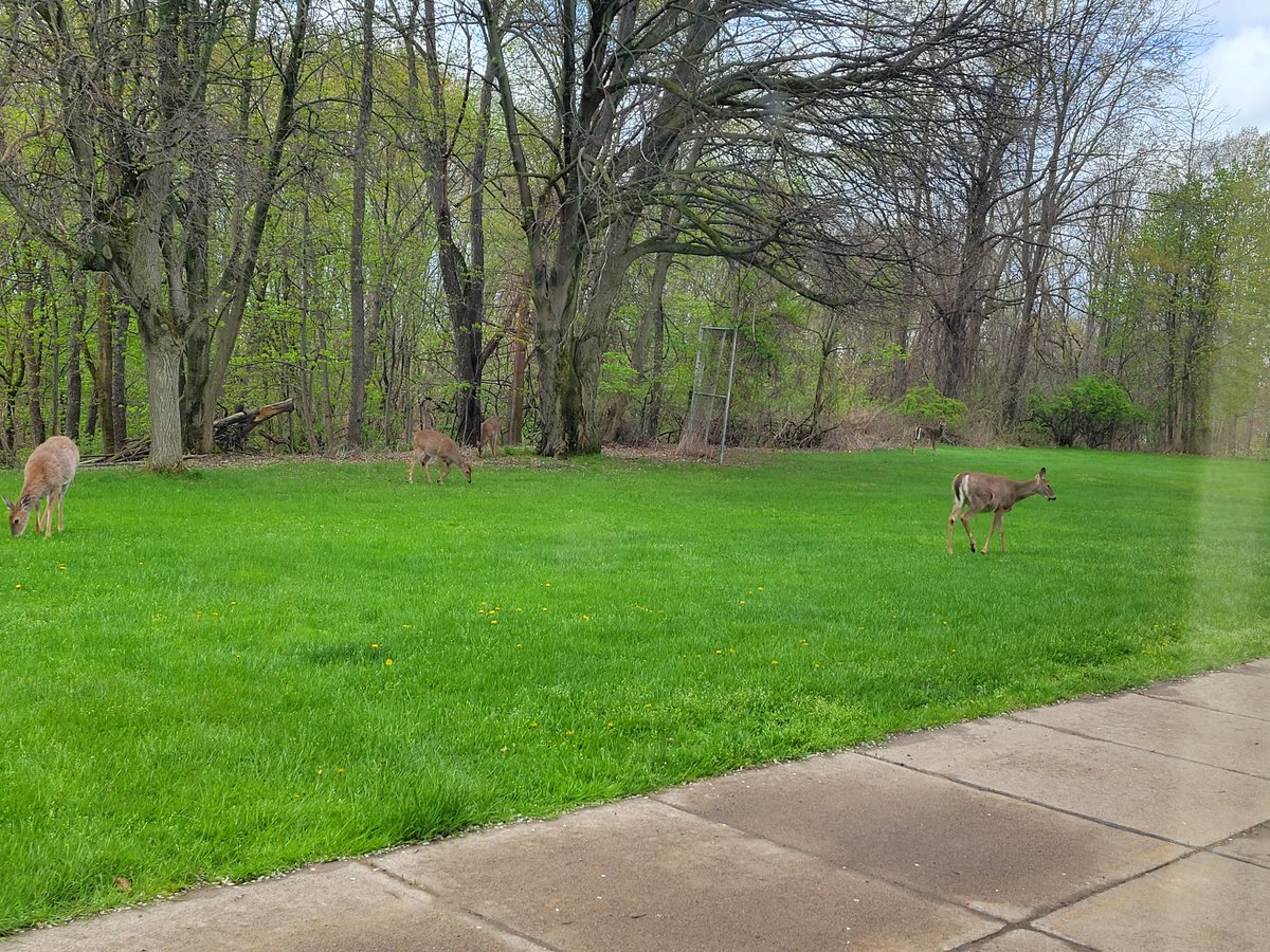 MrsDiNorma's tweet photo. I LOVE all of the wildlife outside my classroom window. Can you see all 5 of them? https://t.co/Qnr9jXbMPe