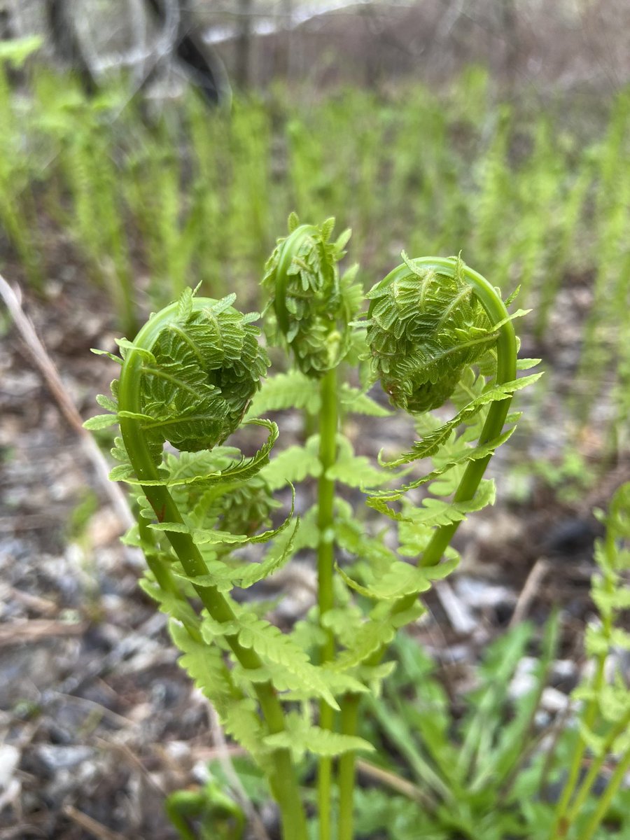 Stephen Posner tweet media