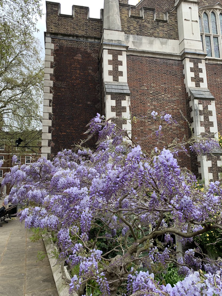 juliusdrake's tweet photo. Heavenly wisteria at Middle Temple Hall! @templemusicfdn #christinerice #kateroyal #song https://t.co/MvrNv1y1VK