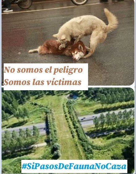 ACCIÓN EN TWITTER! 
HAZLO VIRAL
Están muriendo atropellados cada día, animales callejeros, de colonias felinas y silvestres 
Exigimos pasos de fauna para salvarles y evitar accidentes de tráfico 
Difunde y escribe a las autoridades correspondientes
#UrgePasosDeFauna