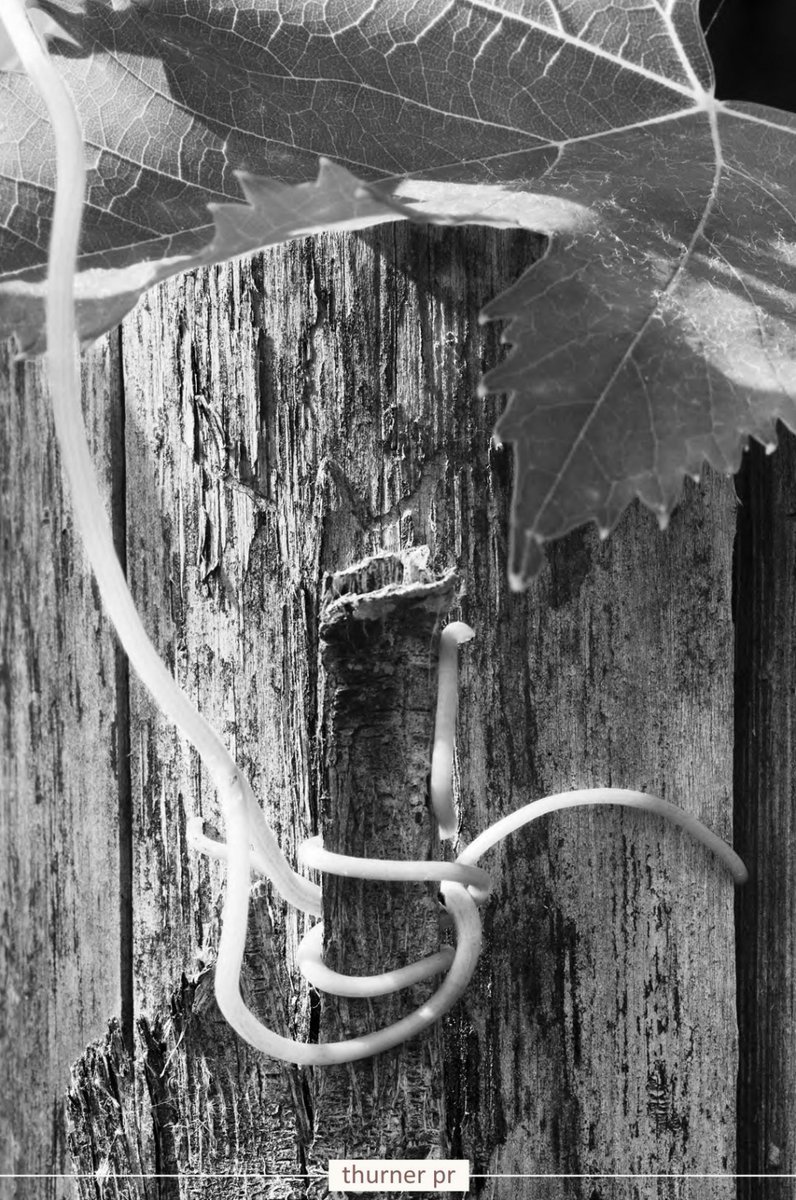 ThinkThurner tweet media