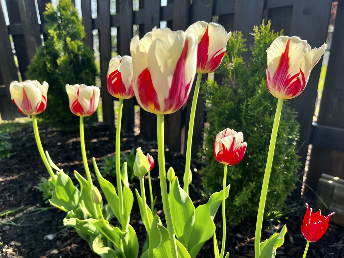 GeekGarden's tweet photo. #TulipTuesday 
#tulips #FLOWER https://t.co/h2sDrNRKoD