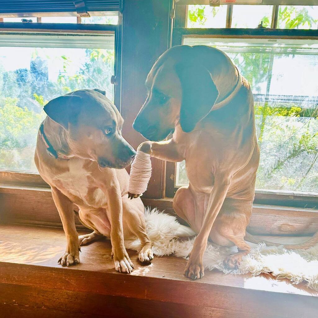 nicki_van's tweet photo. Sadie is consulting with her favorite nurse, Hazel, this morning about my paw wrapping skills. 😍 #adoptdontshop https://t.co/ysZbuWINvz https://t.co/I1P3s1f2z2