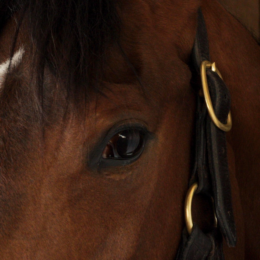 BloodHorse's tweet photo. This fast #KyOaks (G1) filly is up next in our popular video series!

🏆 Saratoga Standout
🏆 Works Smarter, Not Harder
🏆 New York, New York

It's 3 Things You Might Not Know About #GamblingGirl!

WATCH ON BH+ → https://t.co/FeMHcpxLDd https://t.co/d2lyVZjchf