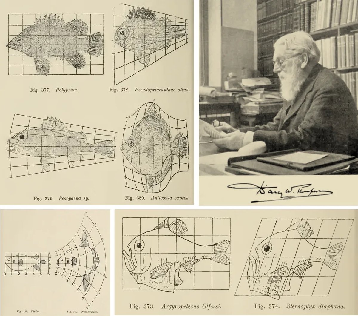 D’Arcy Wentworth Thompson was born OTD in 1860. He conceived of organismal form as primarily a matter of physical forces, rather than natural selection.

He used diagrams to represent how networks of physical forces could deform one body plan into another.
