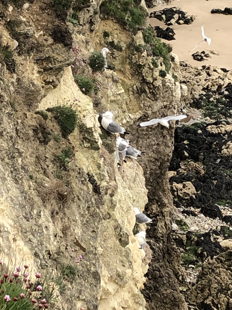 Dave_Dixon1's tweet photo. Still overcast at #marsdenbay but tides out so a full #beach to walk and pick took 2.68k away #litter #PlasticPollution #vapeoftheday #dog ๐ฉx6 #disposablebbqs remnants of BH w/e at the #beach #lovewhereyoulive @KeepBritainTidy @Plasticsimpact @LitterReporting @plastic_busters https://t.co/wjMApsFCg5