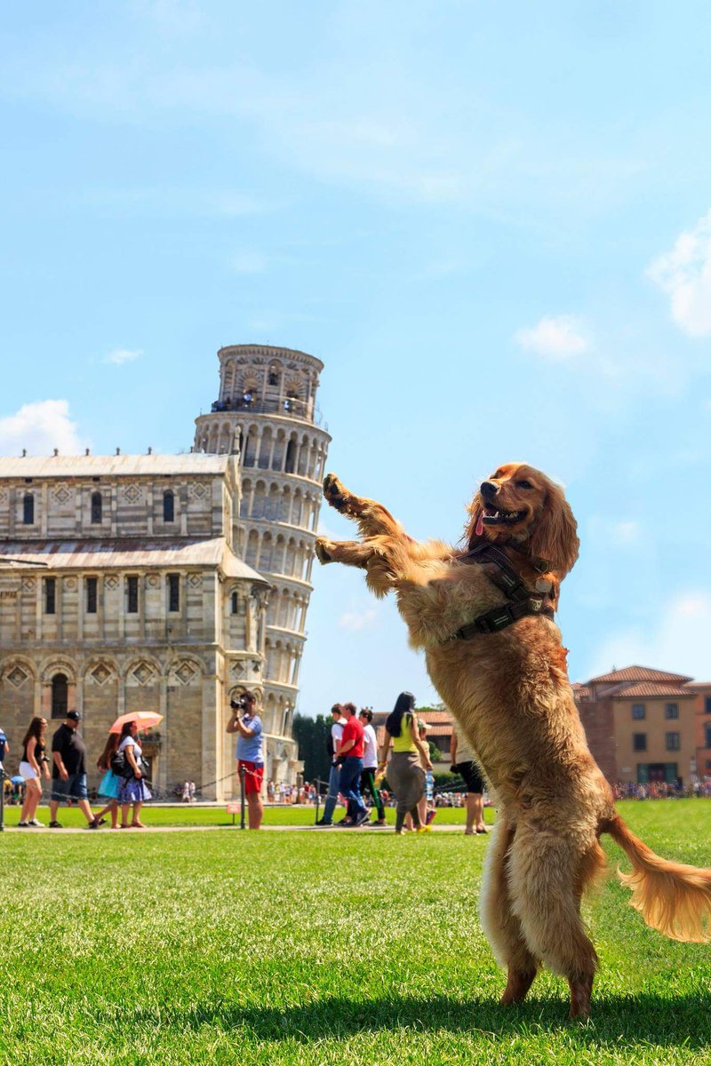 BichinhosFB's tweet photo. Te amo cachorrinho turista https://t.co/YahdVRw299