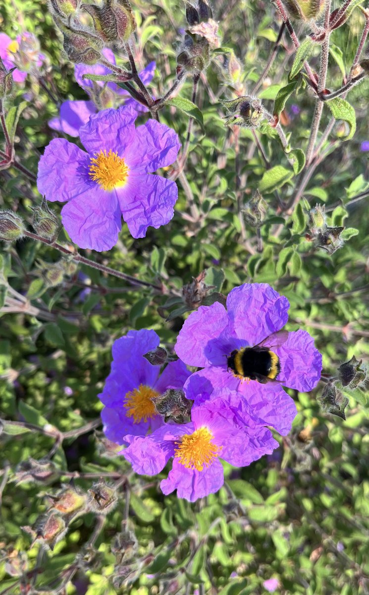 Murphlemurph's tweet photo. Day 3 #Hiking - 23 km with stunning turquoise seas and the scent of beautiful pine forests, thyme, mint and marjoram all the way.
#Biophillia #LycianWay #PineForests #NatureCure #SpringFlowers https://t.co/3Uty37ek5k