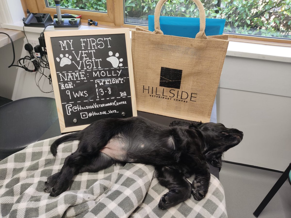 We're loving the photos with our NEW 'My First Vet Visit' sign... though two of Keith's puppy clients had trouble staying awake for their photo shoot 😂😴 #vetsoftwitter #dorset #corfemullen #dorsetvets #Wimborne #myfirstvetvisit