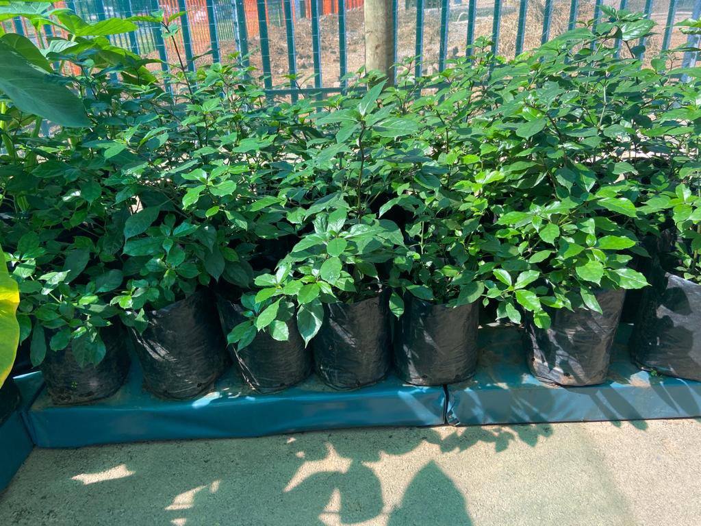 shrubscentre's tweet photo. ๐SALE PROMOTION๐
Mackaya bella, Forest bell-bush, River bells - R175 per 10L
๐ 011 708 4059 / 069 897 3971
๐ https://t.co/CR53FSvmuZ
#shrubscentre #mackayabella #gardensoftheworld #serenity #plantsofinstagram #plantlovers #essence #Ad #nature #flowers #plantoftheworld https://t.co/4xBKqIvWxa