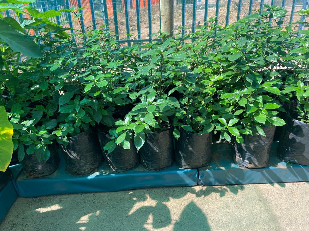 shrubscentre's tweet photo. ๐SALE PROMOTION๐
Mackaya bella, Forest bell-bush, River bells - R175 per 10L
๐ 011 708 4059 / 069 897 3971
๐ https://t.co/CR53FSvmuZ
#shrubscentre #mackayabella #gardensoftheworld #serenity #plantsofinstagram #plantlovers #essence #Ad #nature #flowers #plantoftheworld https://t.co/4xBKqIvWxa