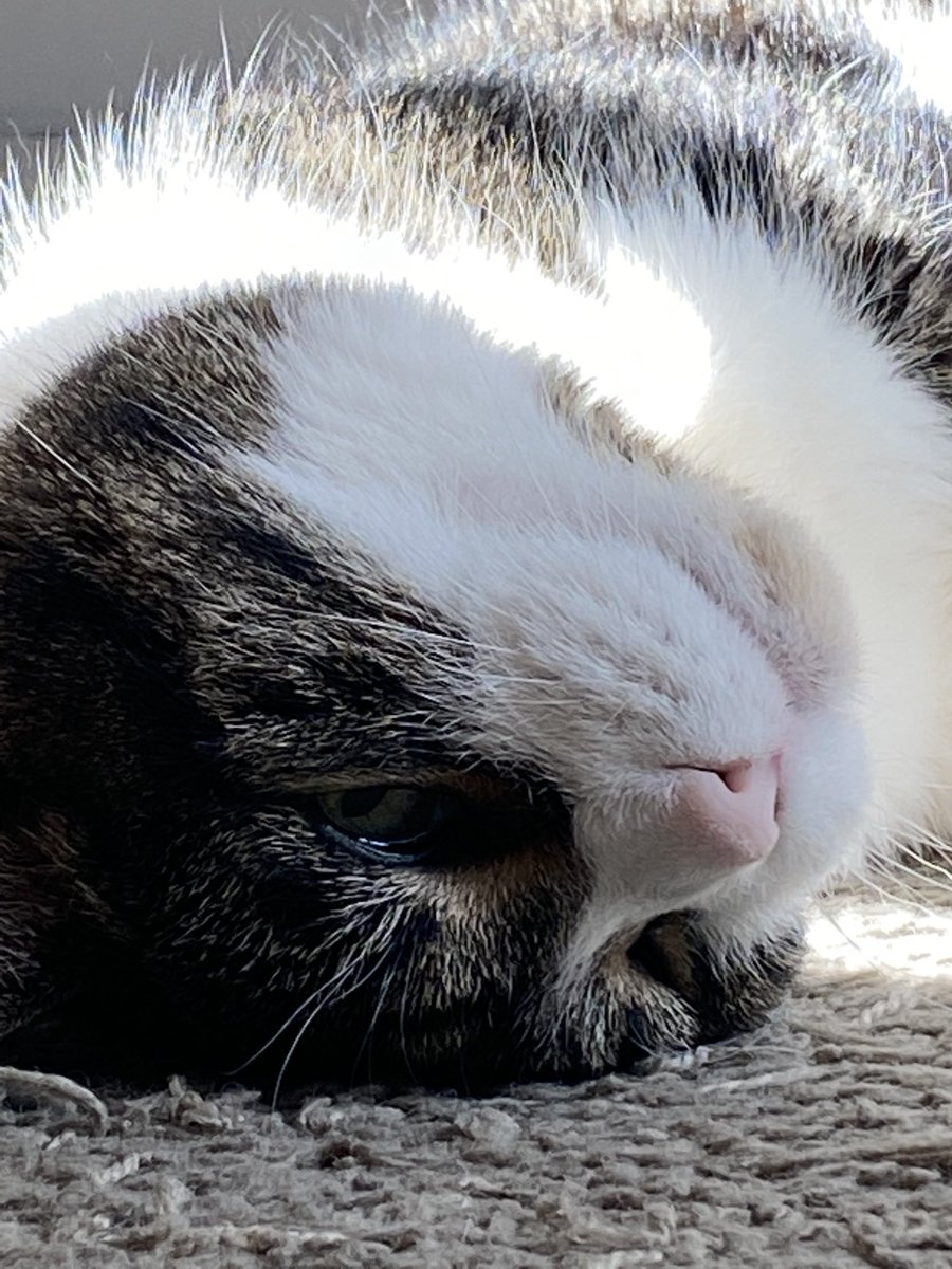 Upside down Mr. Kitty #catsoftwitter #calicocrew #ottogang #seniorcats #cats
