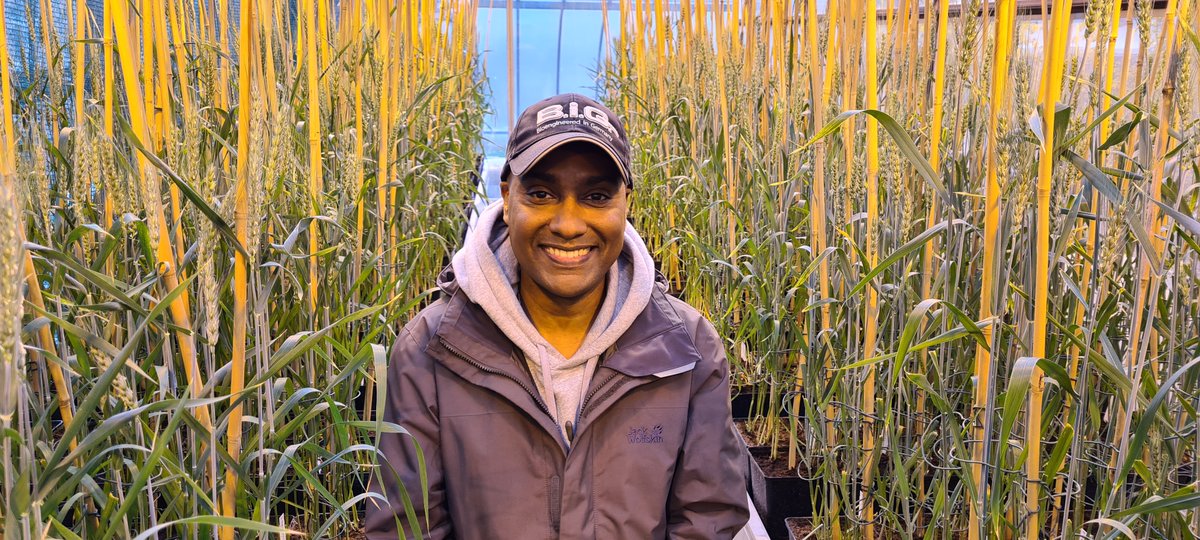 RYE_SUS's tweet photo. I am pleased about the opportunity to support a young scientist in the @BMEL flagship project #TERTIUS in developing heat &amp; drought-resistant wheat using #rye as a genetic resource. Welcome @Ryeneneh to our team @JKI_Bund #GroßLüsewitz.
@DialogBDP @AHEAD_wheat @WheatInitiative https://t.co/WpU7tNLKBk