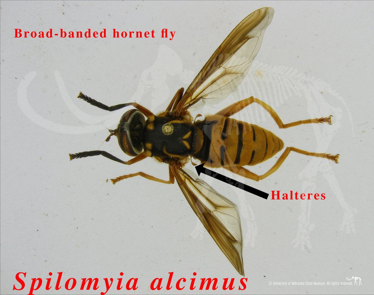 Spring’s here & wasps are stirring. But are you sure that’s a wasp? The broad-banded hornet fly isn't actually a wasp. It mimics one to protect itself from predators like birds. It eats nectar and pollen, and is in the family #Syrphidae (hover flies). #EntoTuesday