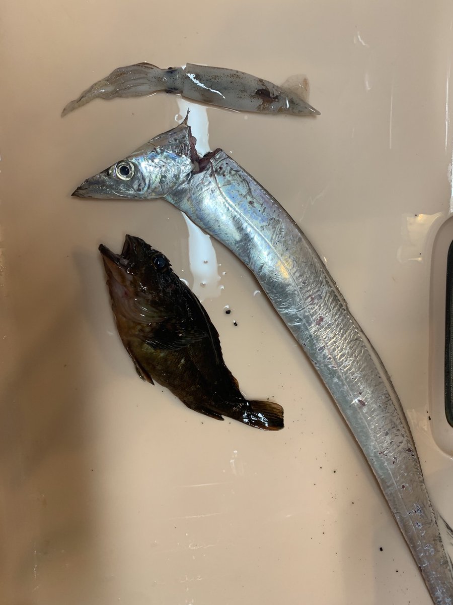 8kism's tweet photo. 最近の天草の夜の釣果をまとめて
1、2枚目は4月28日
この日はいろんな場所にシロウオ？が多くタチウオやシーバスが襲っていたが釣れずメバルとカサゴのみ
3枚目は22日で写真にはいないがタチウオ２匹。タチウオ仕掛けがなく何回も切られた
4枚目は14日で雨の釣果。
#熊本 #天草 #メバリング #アジング https://t.co/8At6iwkwYg