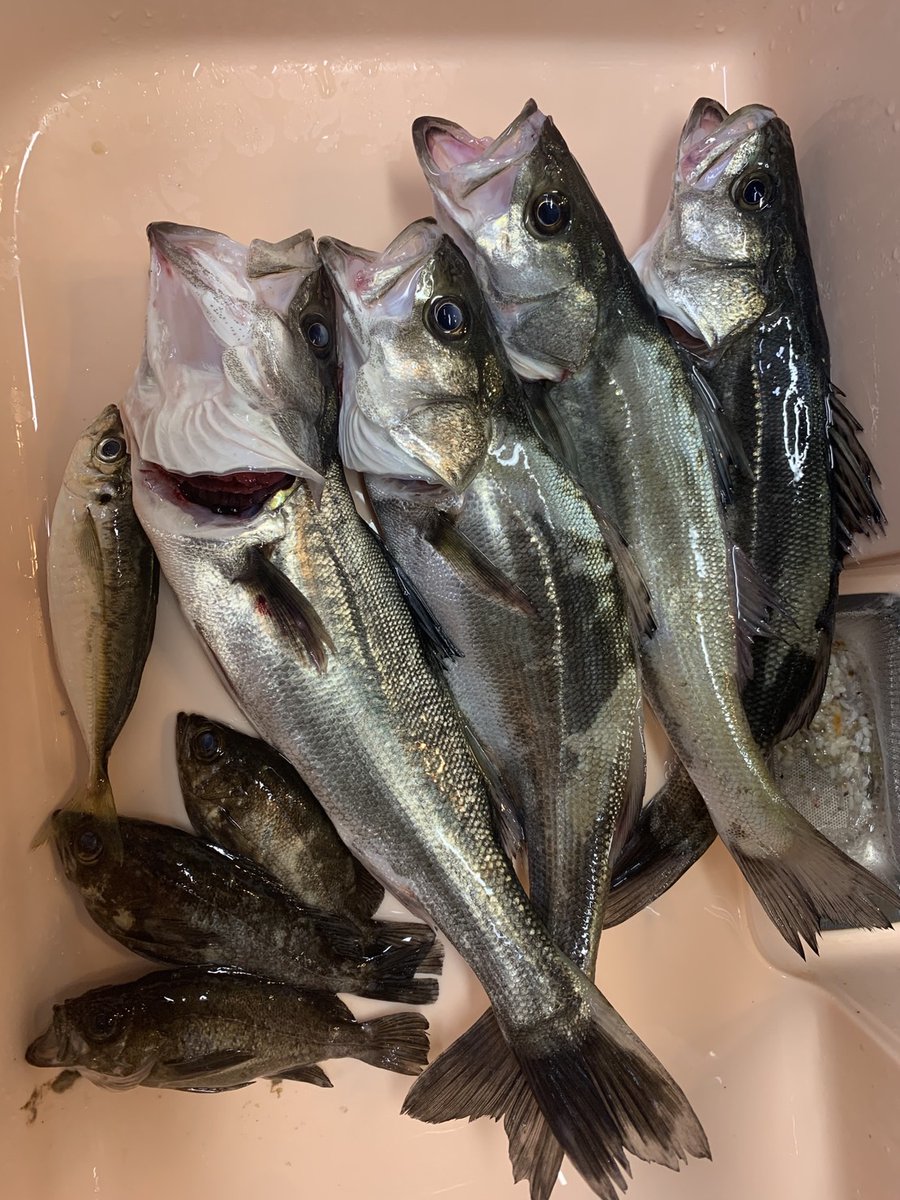 8kism's tweet photo. 最近の天草の夜の釣果をまとめて
1、2枚目は4月28日
この日はいろんな場所にシロウオ？が多くタチウオやシーバスが襲っていたが釣れずメバルとカサゴのみ
3枚目は22日で写真にはいないがタチウオ２匹。タチウオ仕掛けがなく何回も切られた
4枚目は14日で雨の釣果。
#熊本 #天草 #メバリング #アジング https://t.co/8At6iwkwYg