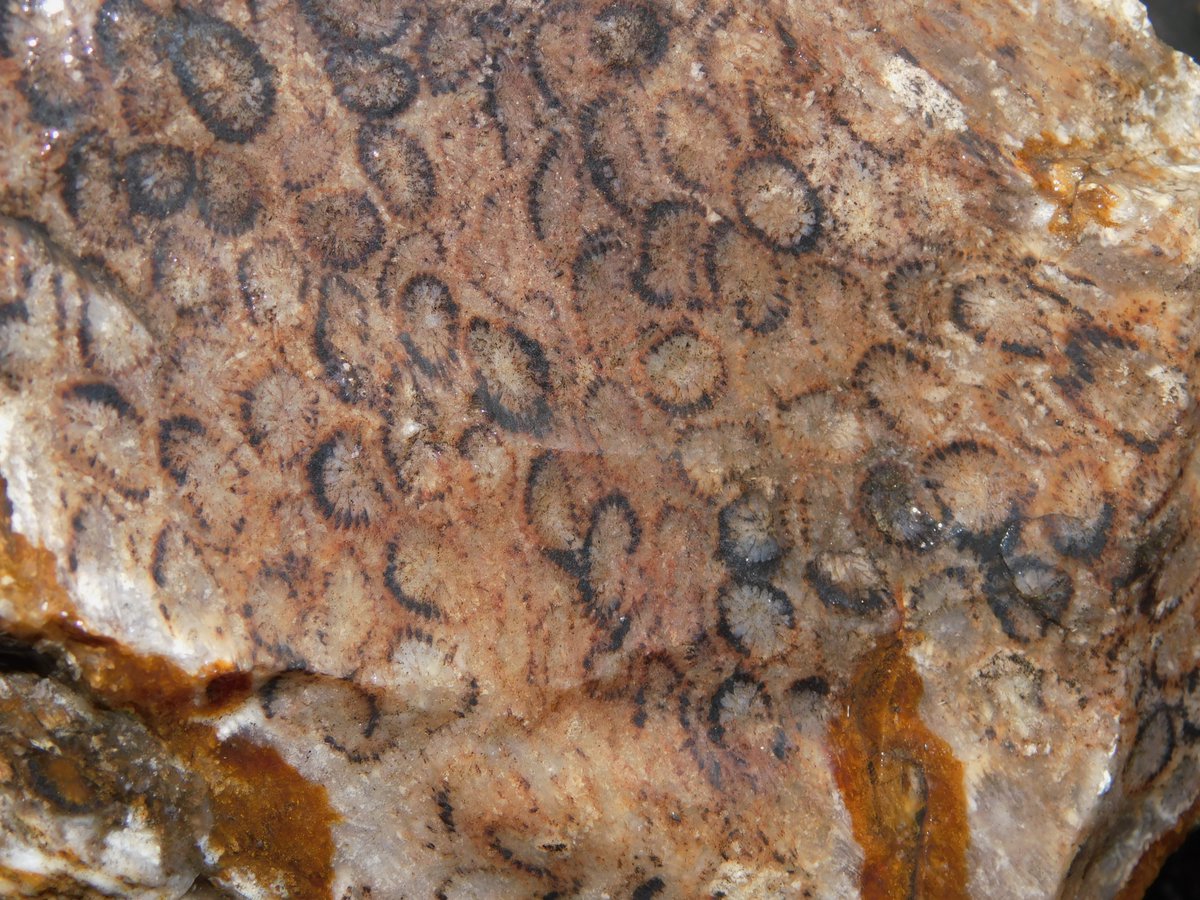 RiverbendLap's tweet image. Auctions Ending Tonight!
ebay.com/str/riverbendl…
#AguaNuevaAgate #GemCoral #GreenTreeAgate #TigerEye #CathedralAgate #JafarJasper #Bloodstone #LajitasAgate
#TubeAgate #orbicularAgate #FilamentAgate #PlumeAgate #botryoidalAgate #MossAgate #BandedAgate #LaceAgate #RiverbendLapidary