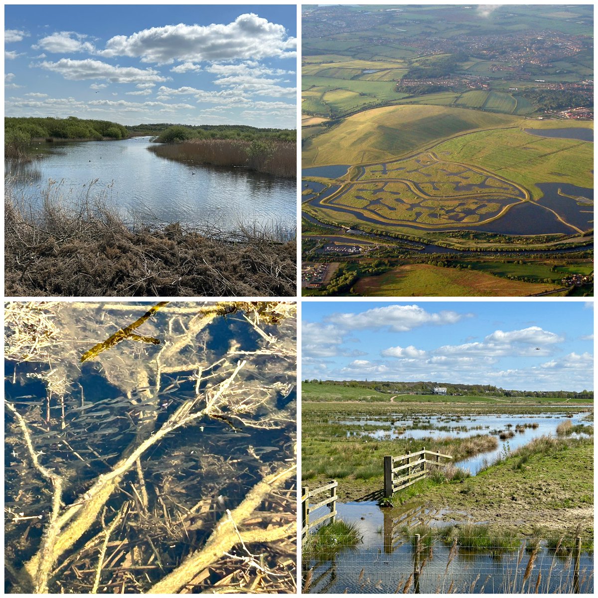 Graham White tweet media