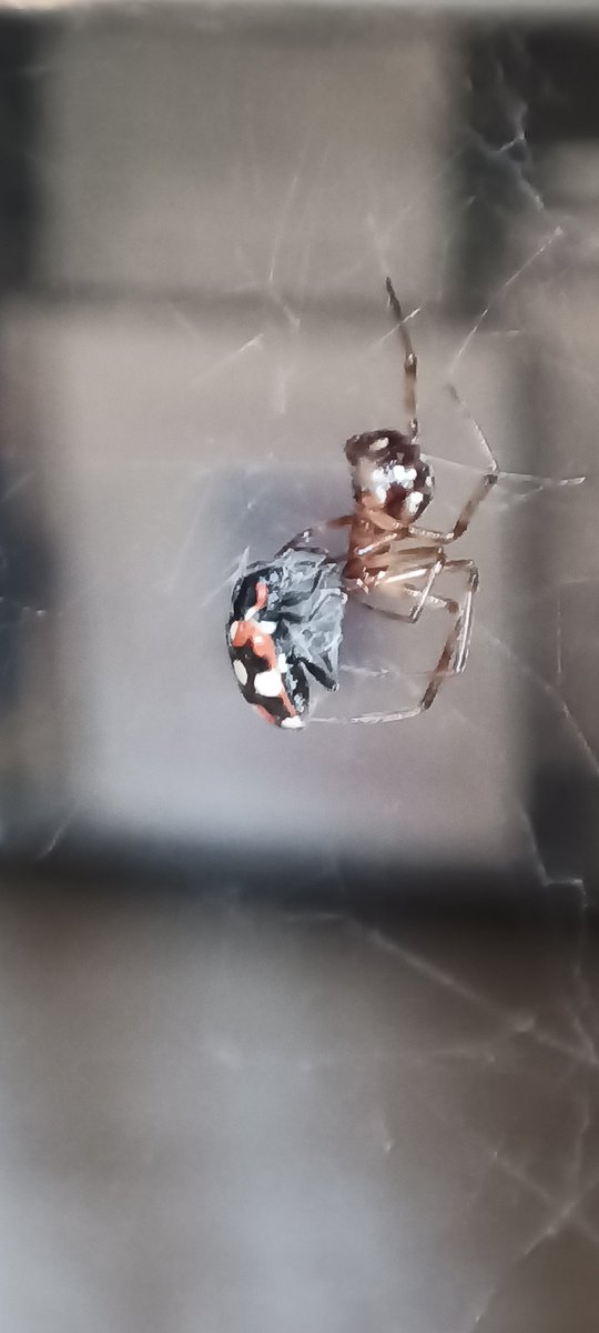GM #NFTCommunity 🌿🕷️