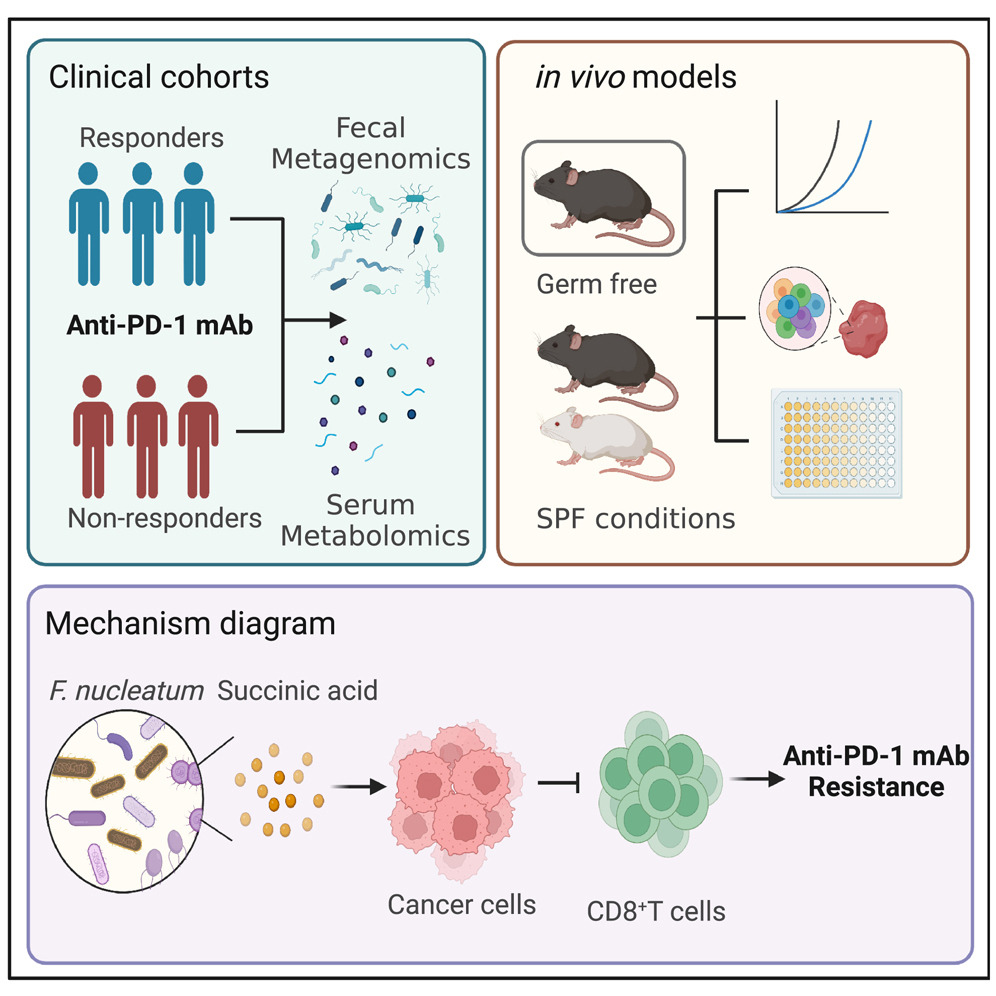 Fuso induces tumor resistance to #immunotherapy. New work reports that Fusobacterium nucleatum-derived succinic acid diminishes sensitivity to anti-PD-1 mAb in #ColorectalCancer by impairing CD8+ #Tcell-mediated antitumor immunity cell.com/cell-host-micr…