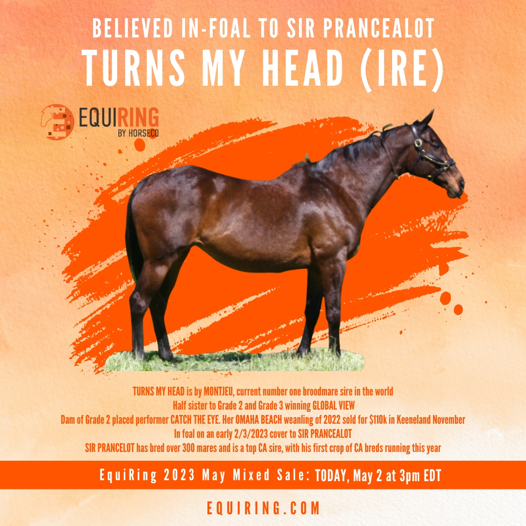 1EquiRing's tweet photo. 👀 TURNS MY HEAD by current #1 #broodmare sire in the world, MONTJEU &amp; half sister to #G2 and #G3 #winning GLOBAL VIEW. Dam of G2 placed performer CATCH THE EYE. In #foal on an early 2/3/2023 cover to SIR PRANCEALOT. Read more 👉https://t.co/PACI00DZFz https://t.co/O1MtkpYGwP