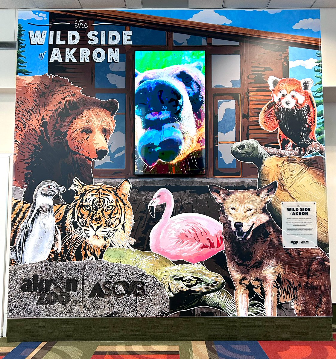 Your Akron Zoo is joining with <a href="/AkronSummitCVB/">Akron/Summit CVB</a> to offer a new zoo-themed mural at the John. S. Knight Center. The installation is titled “Wild Side of Akron” &amp; celebrates the diversity of the animals &amp; guests at the Akron Zoo. Learn more at bit.ly/3oXWPOy.