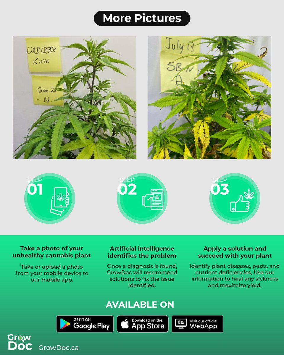 growdocapp's tweet photo. 🌿🌱 Attention all growers! 🌱🌿 If you're experiencing stunted growth or yellowing leaves in your plants, it may be a sign of nitrogen deficiency. But don't worry, we've got you covered with our Nitrogen Deficiency infographic. 📈📊 https://t.co/GwGVQ5Vanb
