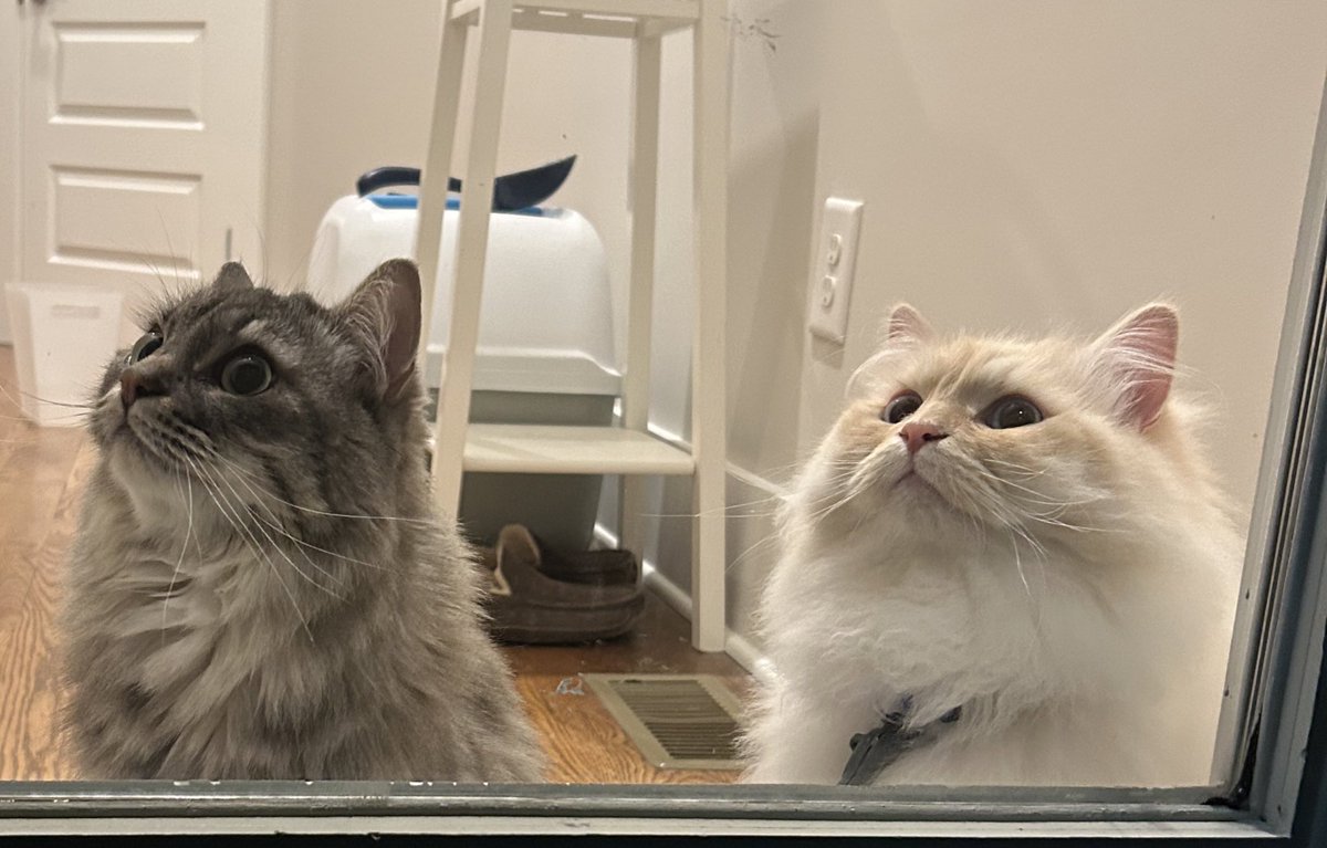 two cats waiting for your ideas and thoughts