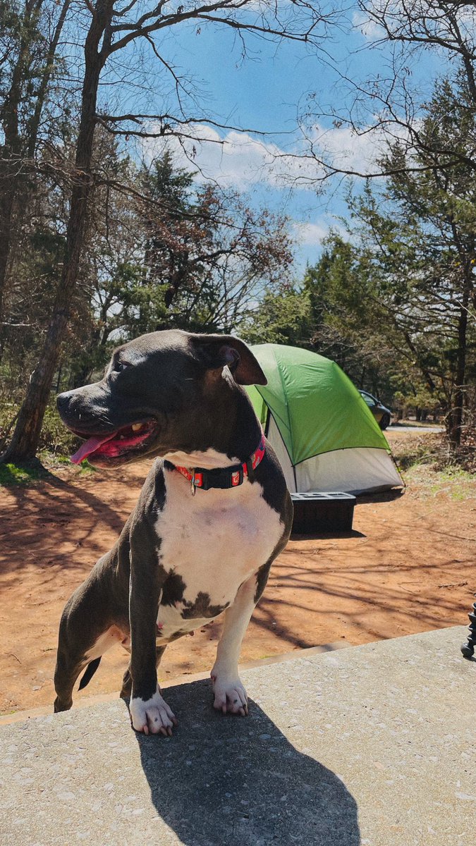 reallyhighc's tweet image. Daddy’s Girl 🩶