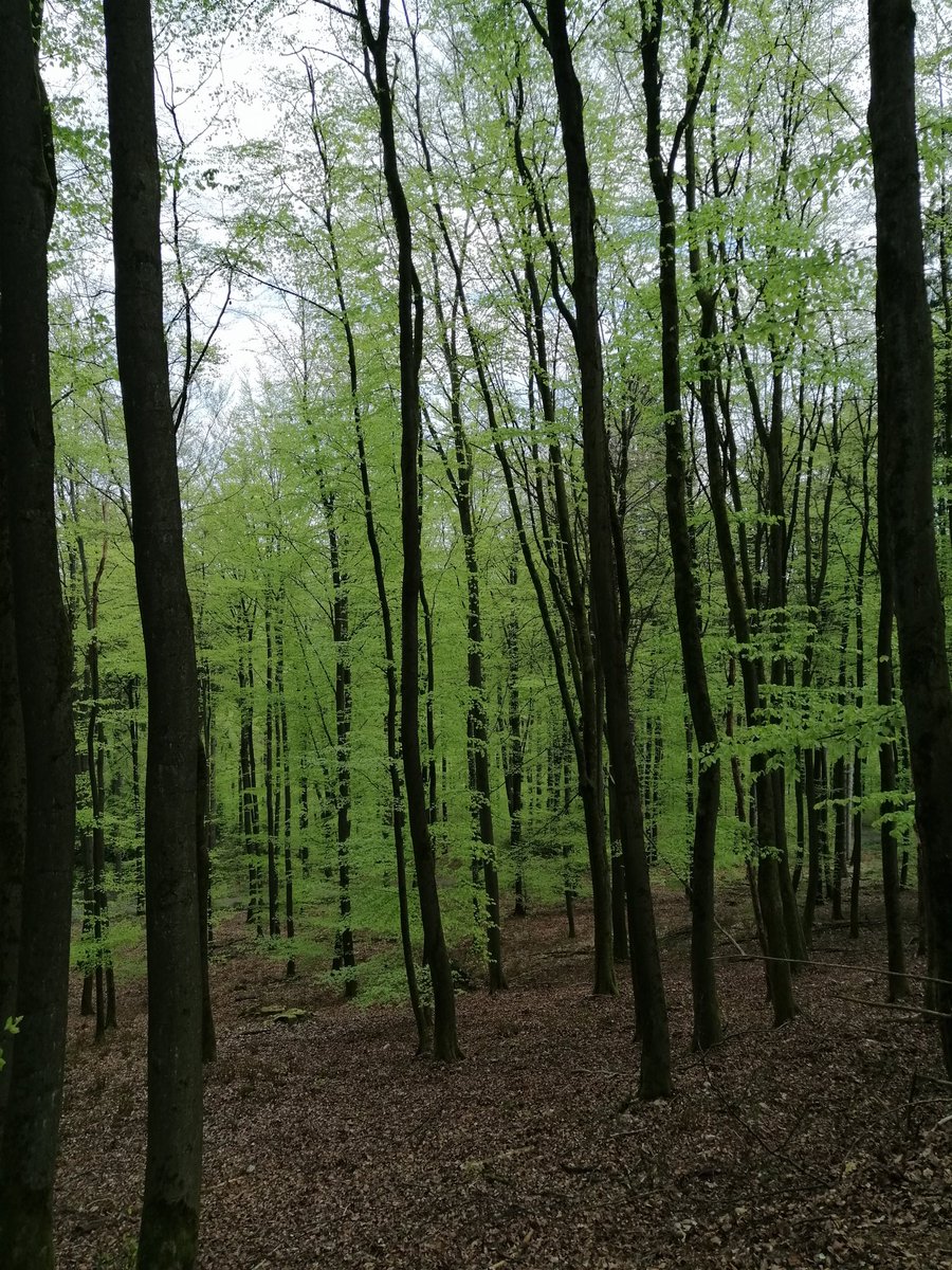 Heuvel op, heuvel af, oeverloze kilometers door het #Teutoburgerwald genietend van het drissw groen