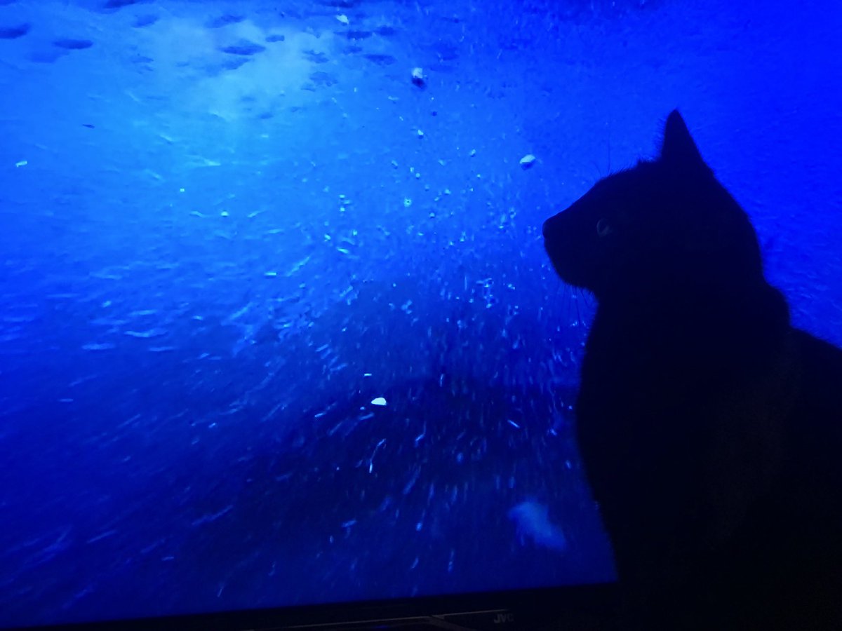 Most days, my little cat jumps in front of the TV to indicate that he wants to go to bed or wishes to be fed. Lately, I’ve been catching up on the brilliant new David Attenborough series, #WildIsles, which has created some rather wonderful (if not somewhat fantastical) scenarios.