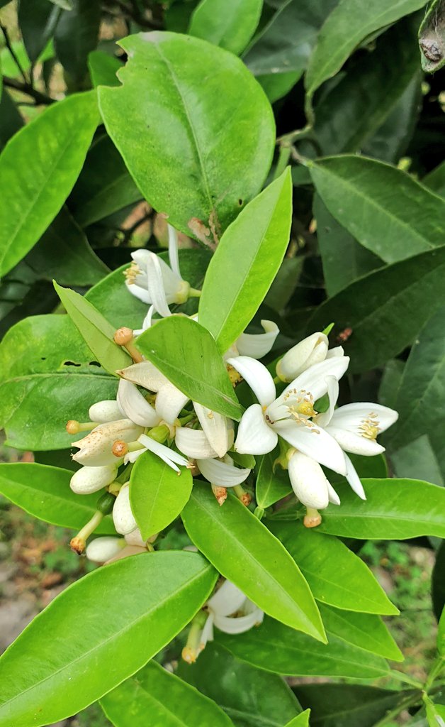 Katayoun Sepehri tweet media