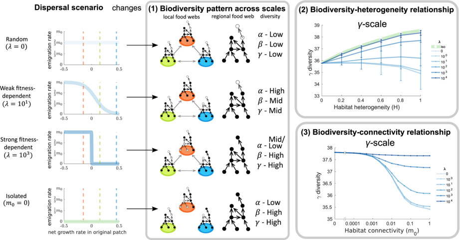 Journal of Animal Ecology (@animalecology) on Twitter photo The authors demonstrate that fitness-dependency of dispersal (1) maintains biodiversity (2) changes the response of biodiversity to habitat heterogeneity and (3) weakens the negative biodiversity-habitat connectivity relationship.
doi.org/10.1111/1365-2…
<a href="/Shaopeng_Wang85/">Shaopeng Wang</a> The authors demonstrate that fitness-dependency of dispersal (1) maintains biodiversity (2) changes the response of biodiversity to habitat heterogeneity and (3) weakens the negative biodiversity-habitat connectivity relationship.
doi.org/10.1111/1365-2…
<a href="/Shaopeng_Wang85/">Shaopeng Wang</a>