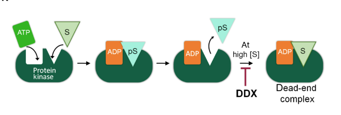 Dr. Nancy R Gough, PhD (@nancyrgough) on Twitter photo Kinases get NEFs: RNA helicases also function as nucleotide exchange factors for casein kinases #kinase <a href="/scisignal/">Science Signaling</a> Kinases get NEFs: RNA helicases also function as nucleotide exchange factors for casein kinases #kinase <a href="/scisignal/">Science Signaling</a>
