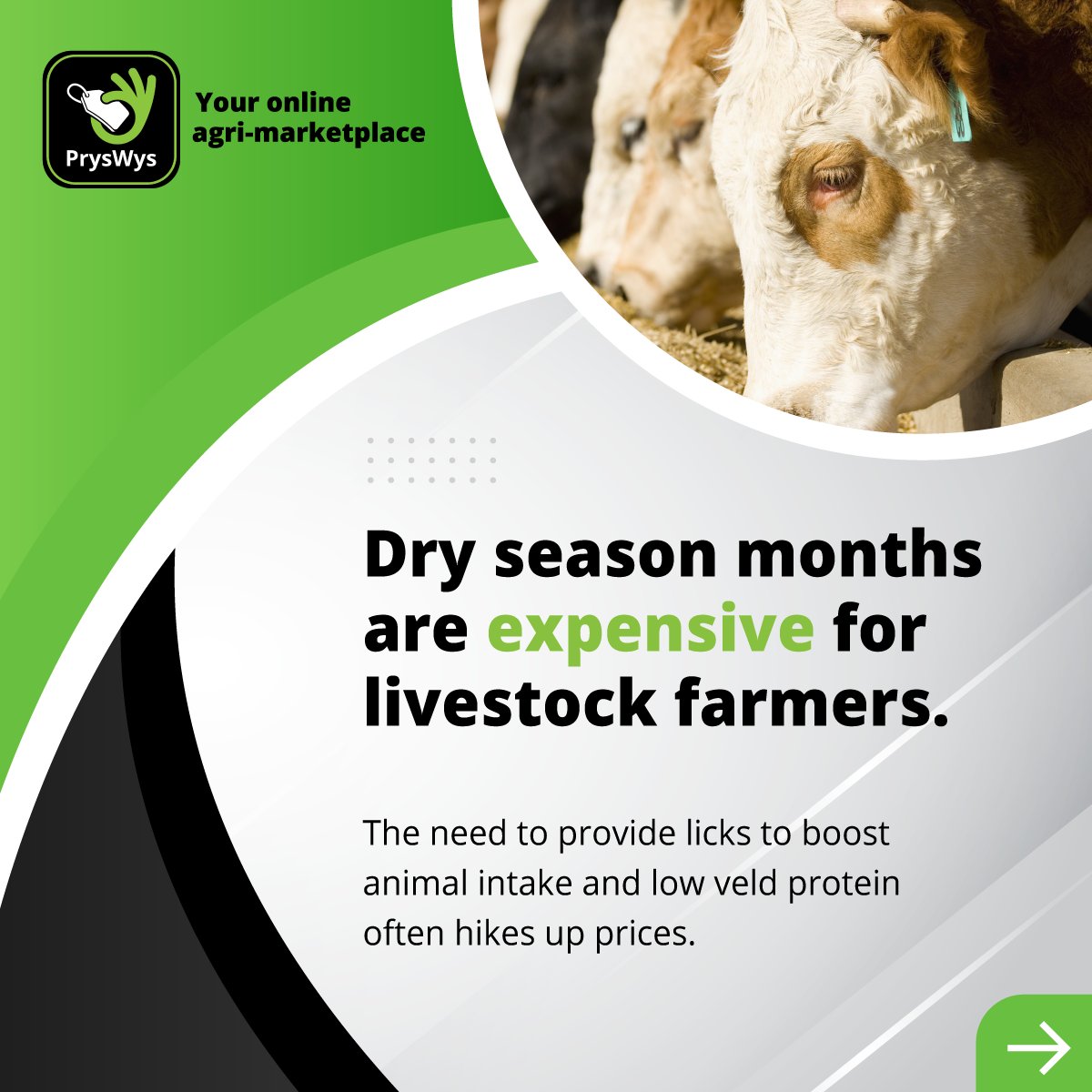 TeamSwiftVEE's tweet image. Dry-season months are expensive for livestock farmers due to the supply of licks to overcome low veld protein and low animal intake.  Be smart when it comes to lick prices to save yourself additional costs. 

Get a lick quote on PrysWys today. 

pryswys.com