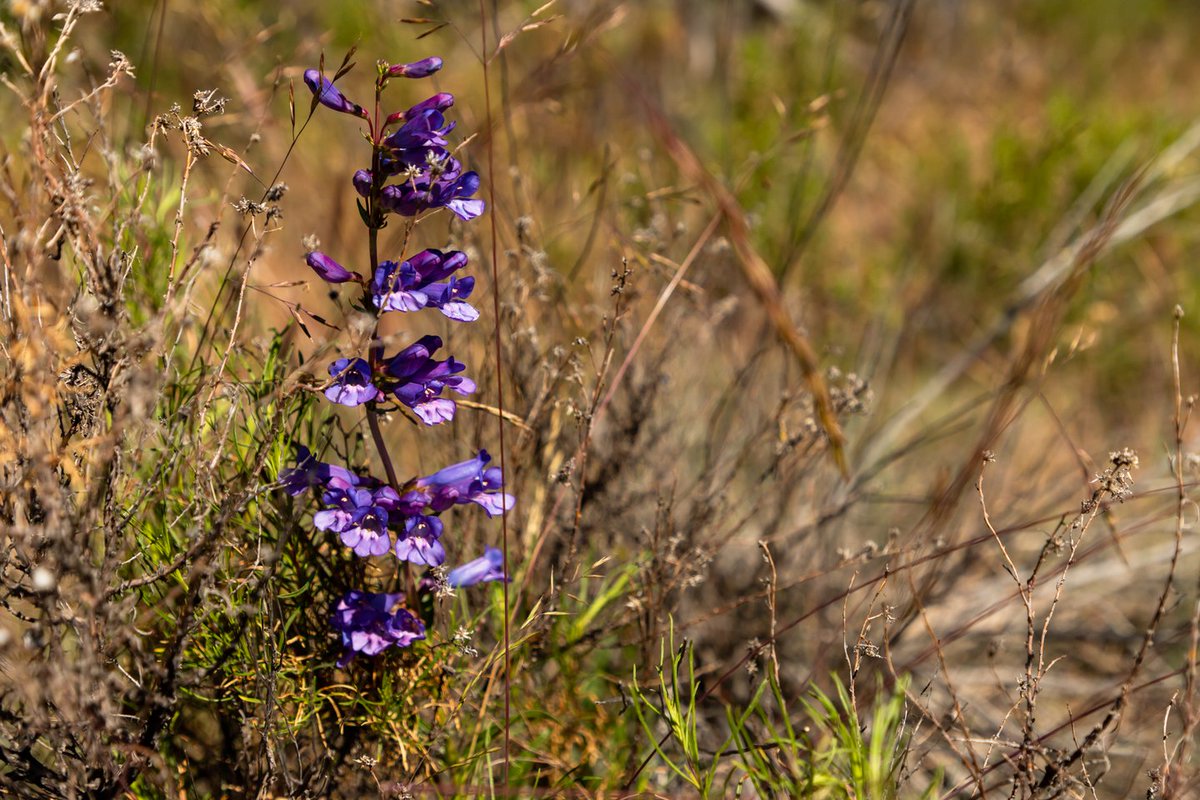 Wildflowers are starting to pop up all around the county after an unusually long winter. Check out discoverklamath.com/6-easy-hikes-i… for some recommended wildflower hikes #DiscoverKlamathLikeALocal