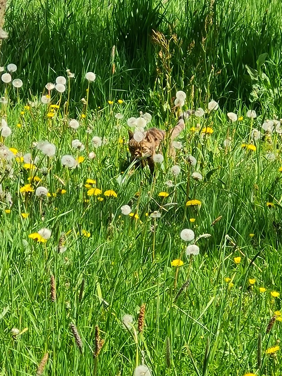 AnitaPeeters's tweet photo. Vandaag lekker gewerkt op de #zorgboerderij wat 'n prachtig plekje is 't die natuur is #beeldschoon daar ik geniet er nog iedere x van! Morgen #jarig zijn! 🥰 #feesje #plukdedag #pakjemomenten #leefinhetmoment en #laatlos #Namaste 🙏🍀😇❤️ https://t.co/twntEBm7lh