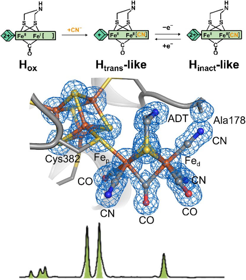 ChemicalScience's tweet photo. This latest Chem Sci paper from Maria Alessandra Martini, James A. Birrell, Patricia Rodríguez-Maciá and colleagues highlights how the binding of exogenous cyanide can be used to determine new active sites [FeFe] hydrogenases.

Read for free: 
https://t.co/Nzwl54vBL1 https://t.co/gyovVNcvjU