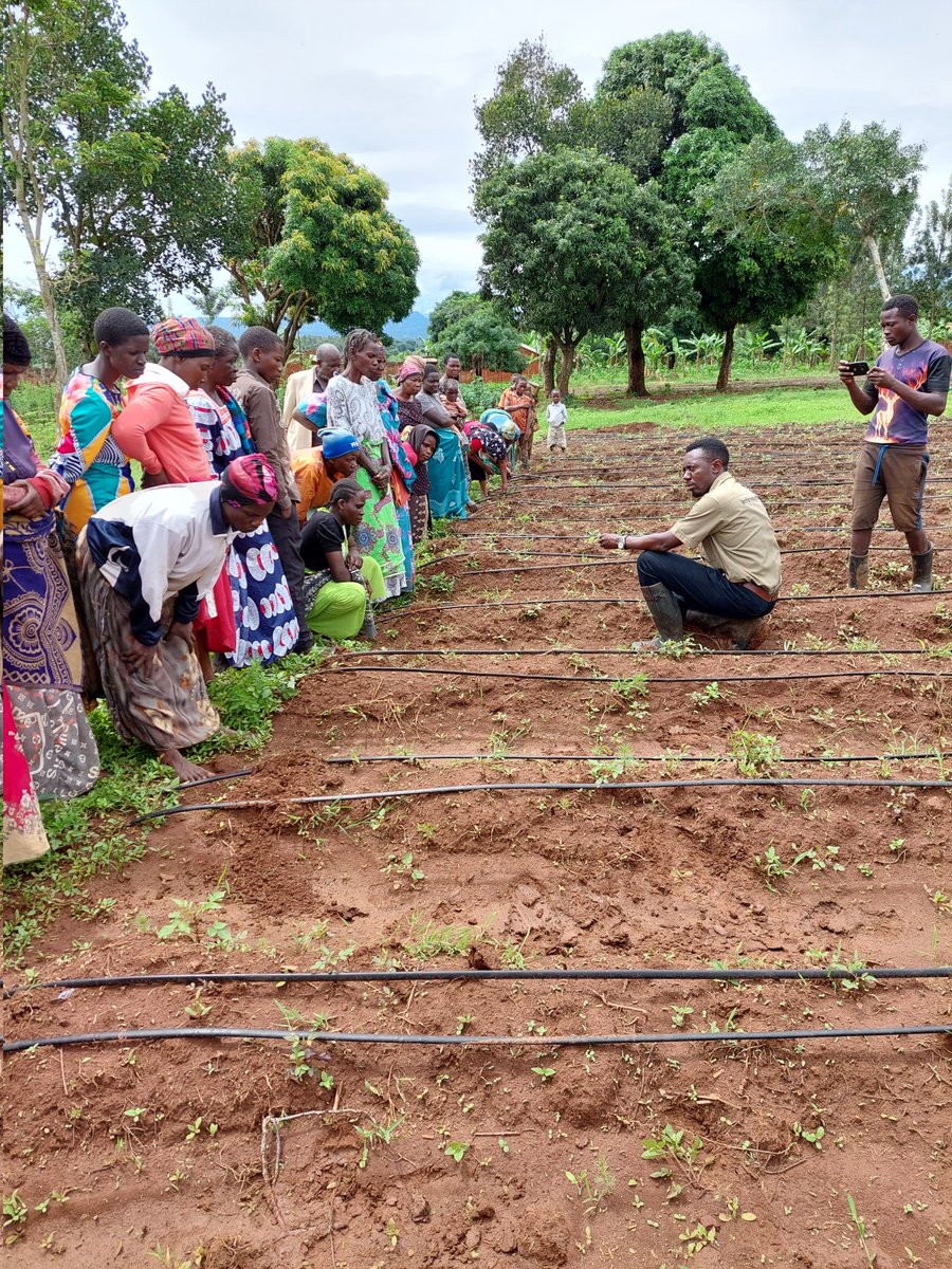 bumbamartin's tweet image. Fantastic to be training some of the members of the 65 women's groups we are training to be be peer educators in agriculture as part of the new @BumbaF demo garden. #CreatingOpportunites
