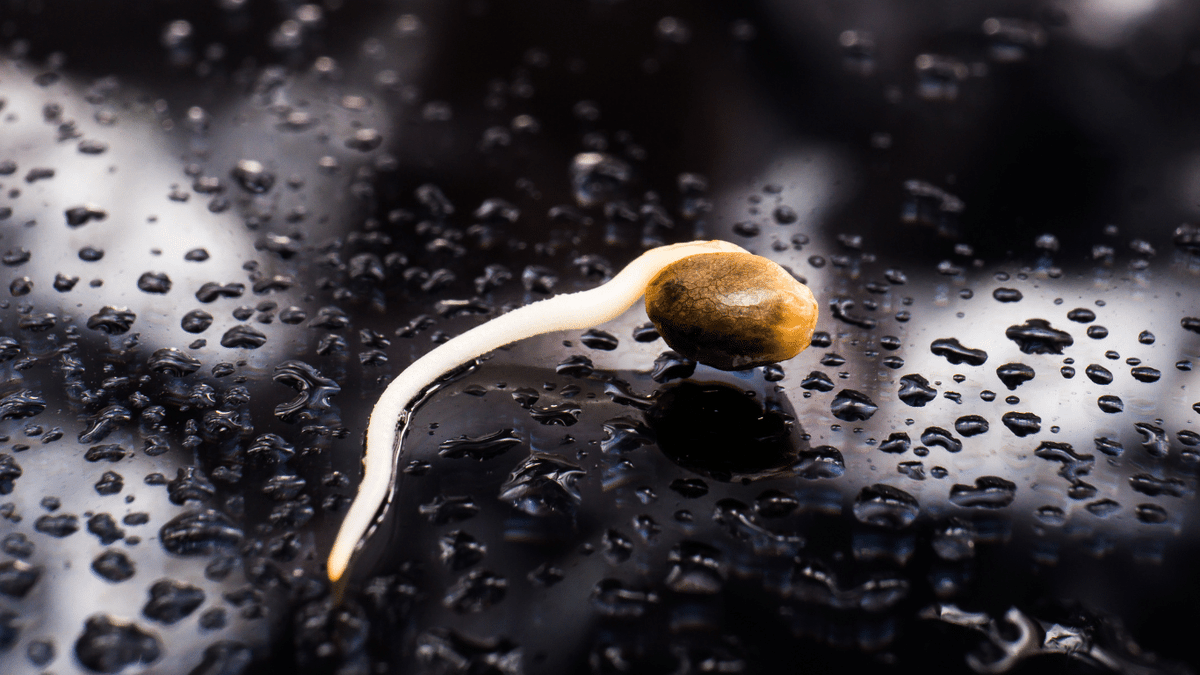 seedsplug's tweet photo. When it comes to growing cannabis, choosing the right seeds is crucial. Autoflowering seeds, also known as auto seeds, are becoming increasingly popular among growers due to their convenience and rapid growth. #autoseeds #autofloweringseeds #autoseeds

https://t.co/aj7LUg18KG https://t.co/mXUS6yvehy