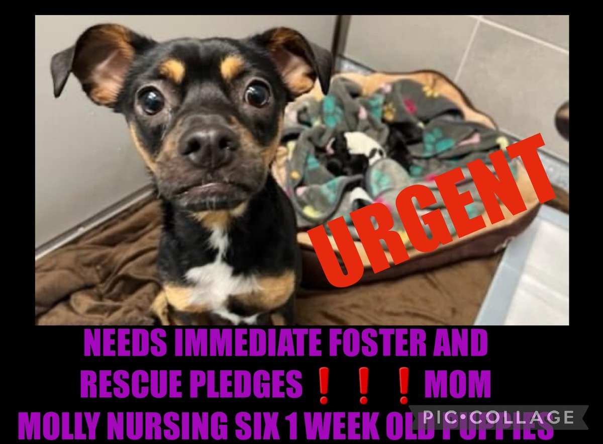carawil17888192's tweet photo. NEEDS IMMEDIATE FOSTER AND RESCUE PLEDGES❗️❗️❗️

MOM MOLLY NURSING SIX 1 WEEK OLD PUPPIES
 
#A265270 
Female
14 lbs
PUPPIES MAGGIE MILLIE MARLEY MADDIE MOCHA MAPLE 
A265271-A265276 
1 week old

 rescue@garlandtx.gov Shelter 972-205-3570

Garland TX

https://t.co/av8OjvniMG https://t.co/81BQYUAjYi