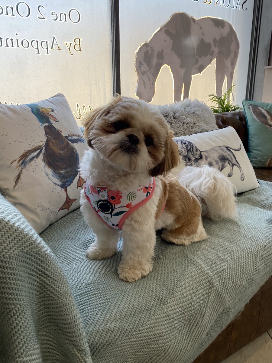 My humums best friend has opened a puppy boutique and yours truly got to model! #shihtzu #prettyinpink best of all I got paid in cheese!! #pristinepaws