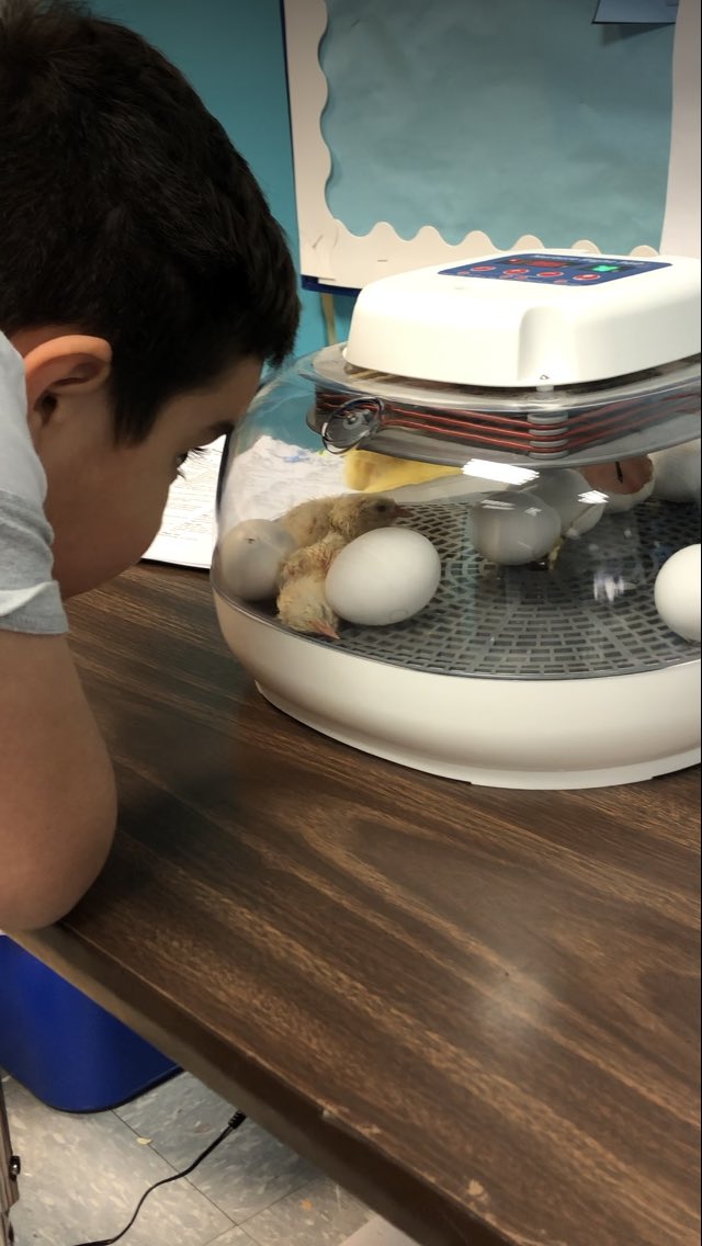 MTrue814's tweet photo. Day 21: Today is the day! We have chicks hatching!!!🐣🐥🐥 @Adeline04998878 WE DID IT!!  The children are so excited! #CCPSone  #hatchingchicks #mlls #ells #shineon #handsonlearning https://t.co/0uOz1lpmjw