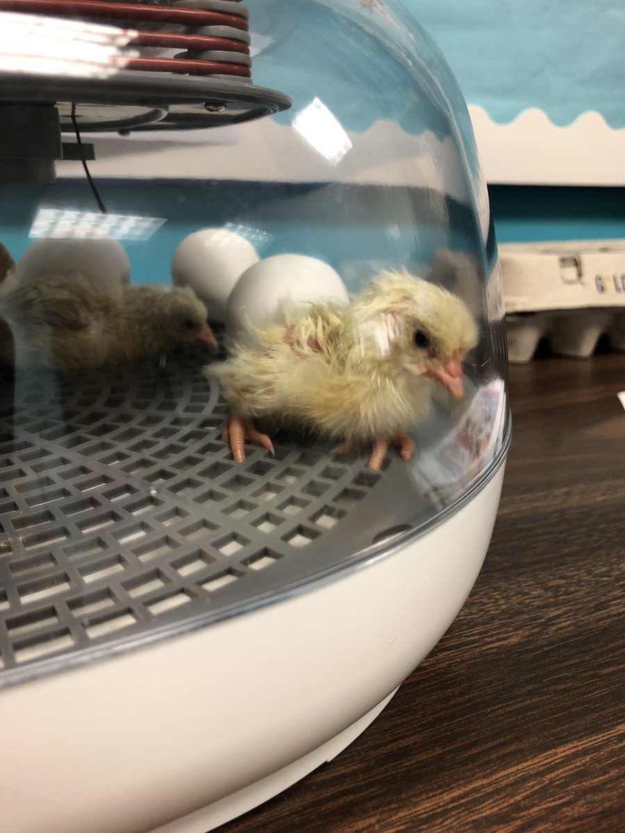 MTrue814's tweet photo. Day 21: Today is the day! We have chicks hatching!!!🐣🐥🐥 @Adeline04998878 WE DID IT!!  The children are so excited! #CCPSone  #hatchingchicks #mlls #ells #shineon #handsonlearning https://t.co/0uOz1lpmjw