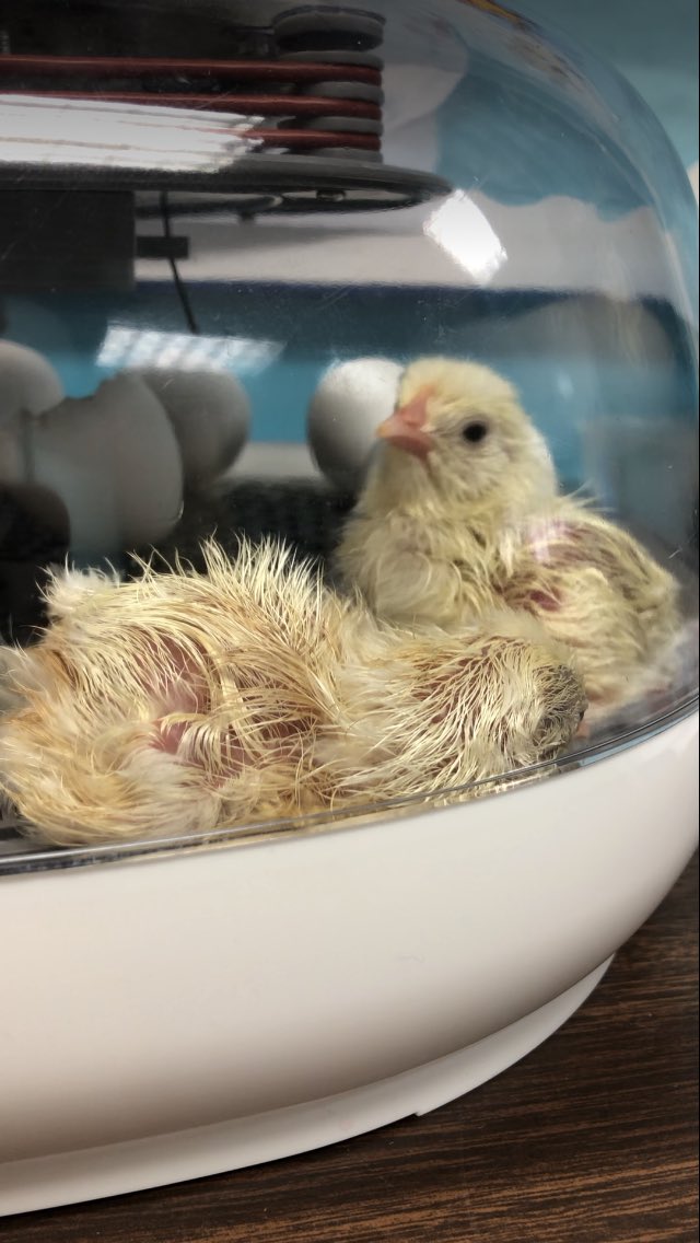 MTrue814's tweet photo. Day 21: Today is the day! We have chicks hatching!!!🐣🐥🐥 @Adeline04998878 WE DID IT!!  The children are so excited! #CCPSone  #hatchingchicks #mlls #ells #shineon #handsonlearning https://t.co/0uOz1lpmjw
