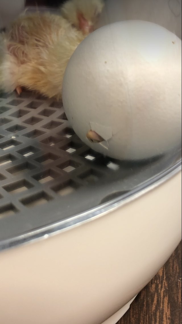 MTrue814's tweet photo. Day 21: Today is the day! We have chicks hatching!!!🐣🐥🐥 @Adeline04998878 WE DID IT!!  The children are so excited! #CCPSone  #hatchingchicks #mlls #ells #shineon #handsonlearning https://t.co/0uOz1lpmjw