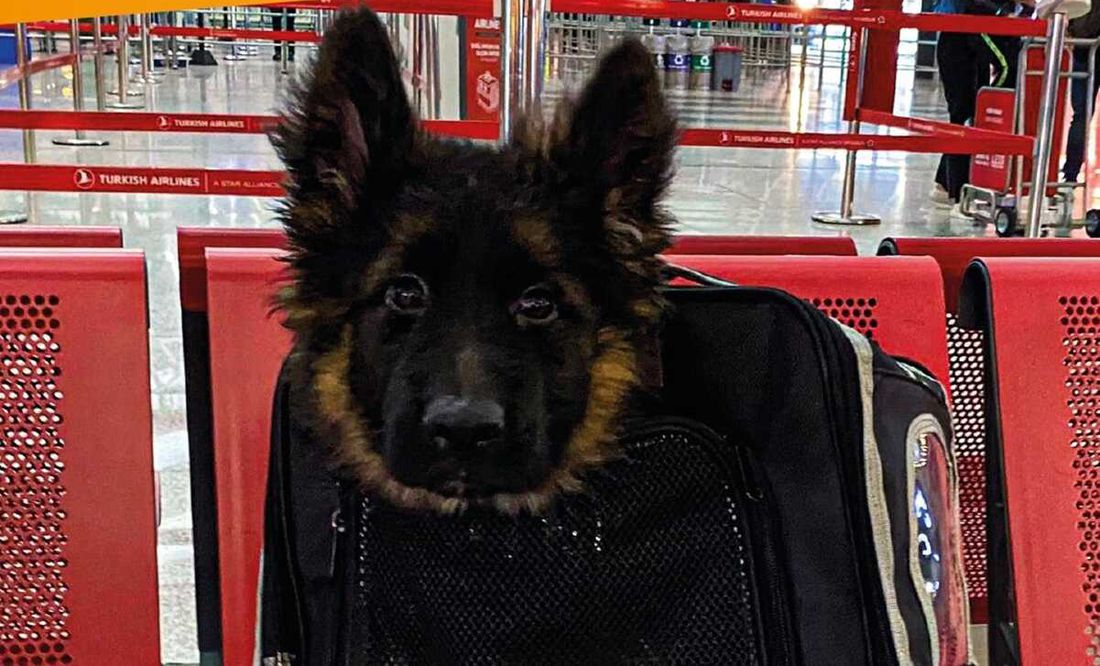 "Turquía": 
Por la llegada del cachorro de pastor alemán a México, luego de ser donado por el gobierno de dicho país en honor a Proteo, perro que murió en labores de rescate tras el terremoto del 6 de febrero.