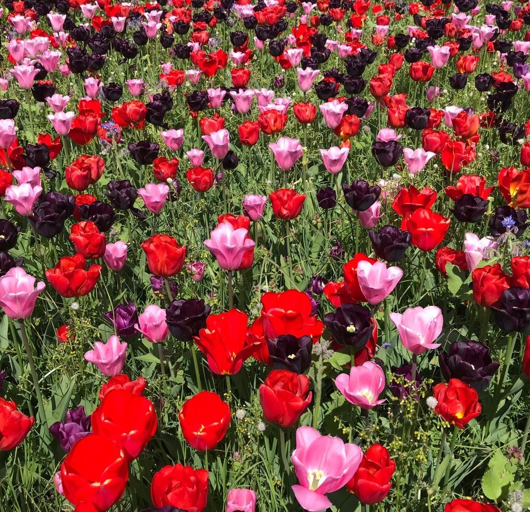 Spring has sprung! Join us at St Peter's Church this Thursday to launch our new term of singing. New members are warmly welcomed with a free taster session! facebook.com/events/s/summe…