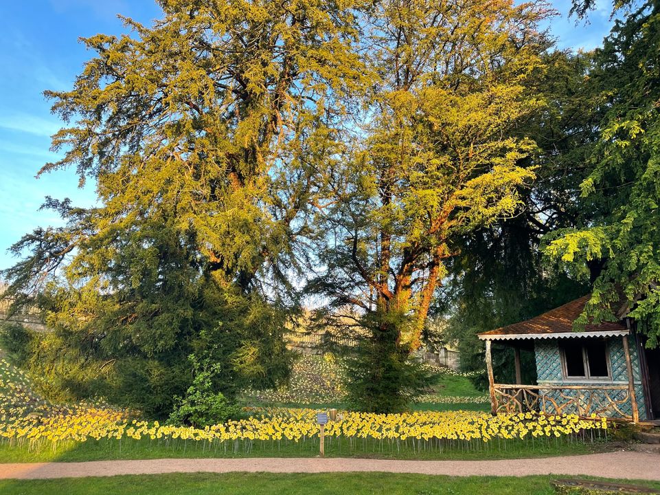 The display of Ten Thousand Daffodils is now open at <a href="/lowthercastle/">Lowther Castle & Gardens</a>  Make sure to pay a visit to view this fantastic project celebrating Ullswater's iconic heritage! 😀